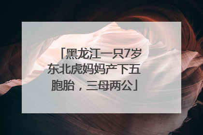 黑龙江一只7岁东北虎妈妈产下五胞胎，三母两公